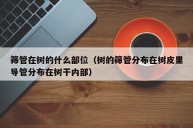 筛管在树的什么部位（树的筛管分布在树皮里导管分布在树干内部）